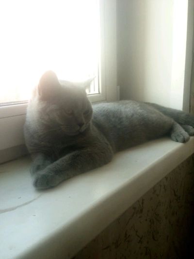 Лот: 12622259. Фото: 1. Британский молодой котяра)). Кошки, котята