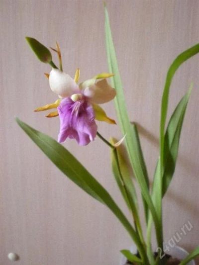 Лот: 1208729. Фото: 1. Mil. Honolulu x Mil. binotii отцветает. Горшечные растения и комнатные цветы