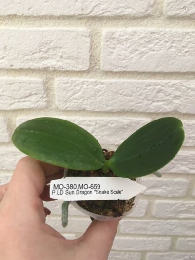 Лот: 15221281. Фото: 1. Орхидея Phal. LD Sun Dragon “Snake... Горшечные растения и комнатные цветы