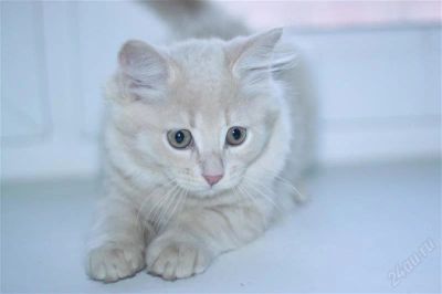 Лот: 1592824. Фото: 1. Отдам Котенка. Кошки, котята