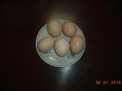 Лот: 6836640. Фото: 1. Яйцо домашнее. Мясо, птица, яйцо
