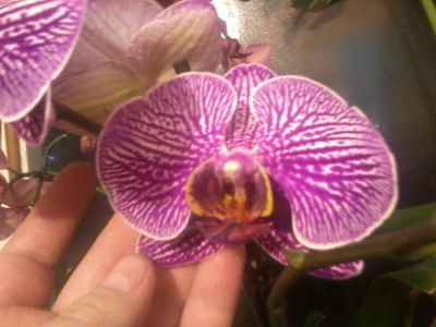 Лот: 7030982. Фото: 1. Орхидея Фаленопсис крупная Распродажа... Горшечные растения и комнатные цветы