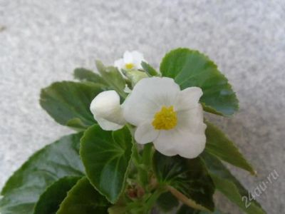 Лот: 4117192. Фото: 1. Бегония Вечноцветущая белая-молодое... Горшечные растения и комнатные цветы