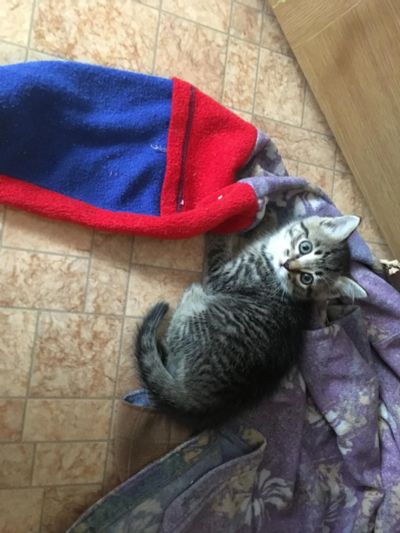 Лот: 8527304. Фото: 1. Котята. Кошки, котята