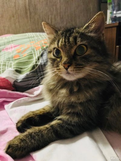 Лот: 14612830. Фото: 1. Кошка и 3 котенка. Кошки, котята