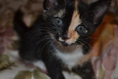 Лот: 3588955. Фото: 1. котенок(котейка,котята). Кошки, котята