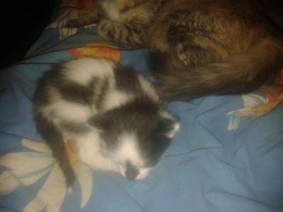 Лот: 6171479. Фото: 1. Самый лучший котенок в самые добрые... Кошки, котята