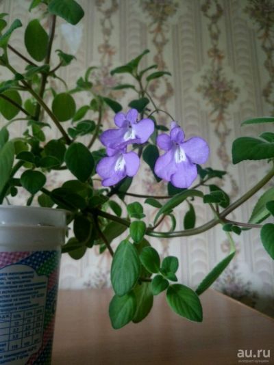 Лот: 9826684. Фото: 1. Стрептокарпелла -Blue Concord... Горшечные растения и комнатные цветы