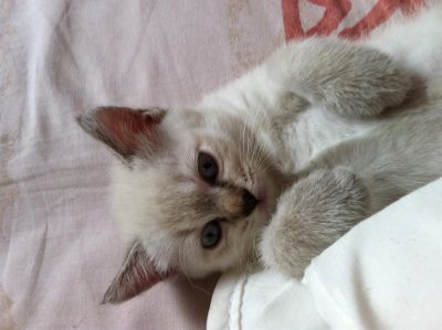 Лот: 3055559. Фото: 1. Продам котят породы "Регдолл... Кошки, котята