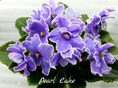 Лот: 5252323. Фото: 1. Фиалка сортовая Pearl Lake (детка... Горшечные растения и комнатные цветы
