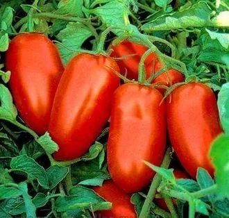 Лот: 10775418. Фото: 1. Томат детерминантный "Гердон... Овощи