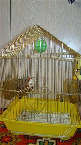 Лот: 2475034. Фото: 1. Пара зебровых амадин с новой клеткой. Птицы