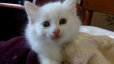 Лот: 11656560. Фото: 1. отдам кошечку. Кошки, котята