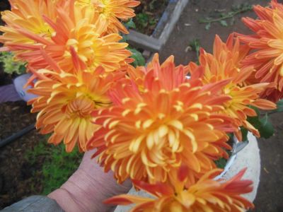 Лот: 8882079. Фото: 1. Клеопатра 2. Садовые цветы