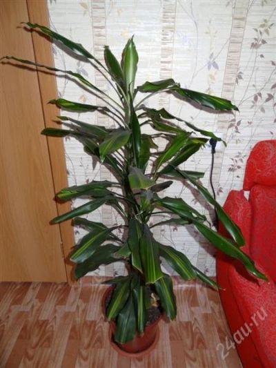 Лот: 759192. Фото: 1. Драцена деремская (Dracaena deremensis... Горшечные растения и комнатные цветы