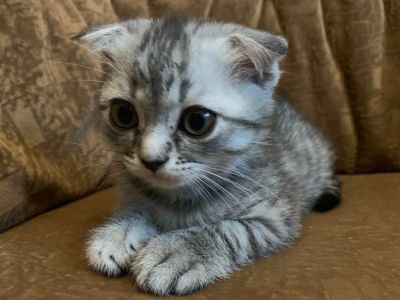 Лот: 19852037. Фото: 1. Шотландские вислоухие Кошечки. Кошки, котята