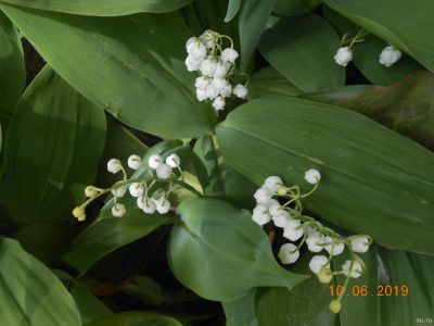 Лот: 13803916. Фото: 1. Ландыши, делянка (12шт.). Садовые цветы