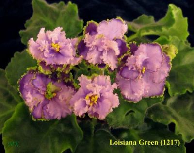 Лот: 6986784. Фото: 1. Фиалка Louisiana Green, маленькая... Горшечные растения и комнатные цветы