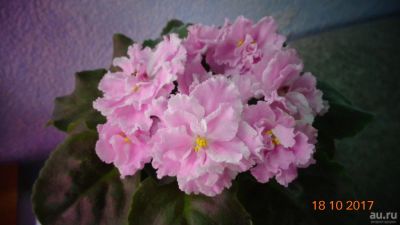 Лот: 10412536. Фото: 1. Фиалка Розовая пантера (Морев... Горшечные растения и комнатные цветы