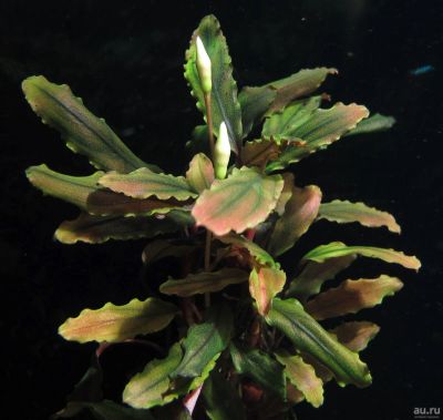 Лот: 15308127. Фото: 1. Буцефаландра Cooper Leaf Melawi. Водные растения