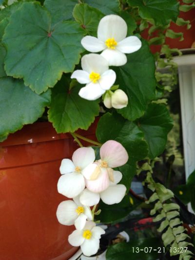 Лот: 17587502. Фото: 1. Бегония Gloire de Lorraine белая. Горшечные растения и комнатные цветы