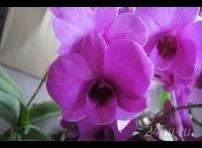 Лот: 1344898. Фото: 1. орхидея дендрафал пинк другой). Горшечные растения и комнатные цветы