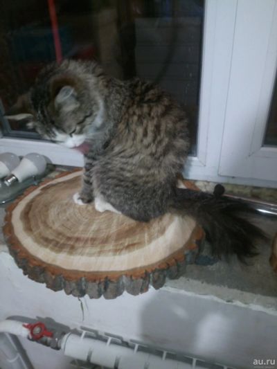 Лот: 15296205. Фото: 1. Присада для кота / место для котика. Домики, переноски, клетки, когтеточки