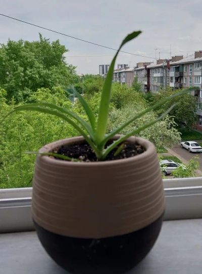 Лот: 25393344. Фото: 1. Алоэ. Горшечные растения и комнатные цветы
