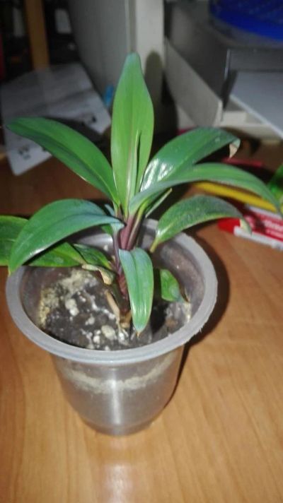 Лот: 9909619. Фото: 1. Карделина укорененный отросток. Горшечные растения и комнатные цветы