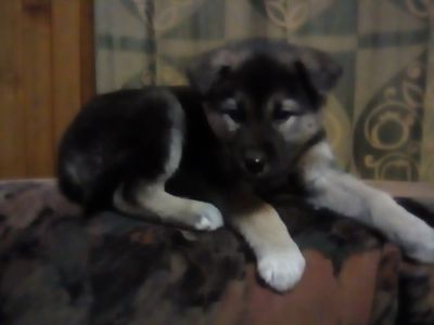 Лот: 12634474. Фото: 1. Щенок маламута. Собаки, щенки