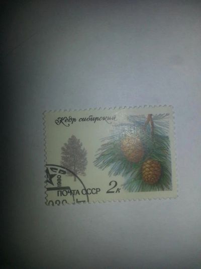 Лот: 8775184. Фото: 1. Почтовая марка 1980 г. Кедр сибирский. Марки