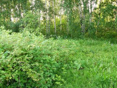 Лот: 7327284. Фото: 1. Дачный участок с лесом 10 сот. Дачи
