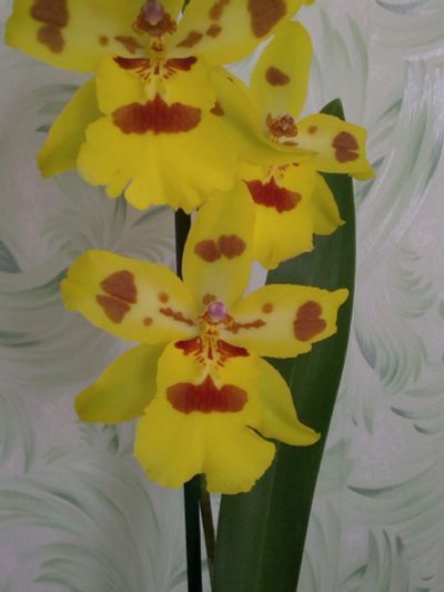 Лот: 16344088. Фото: 1. Орхидея камбрия Банана. Горшечные растения и комнатные цветы