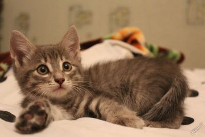 Лот: 5796156. Фото: 1. Котенок в хорошие ручки. Кошки, котята