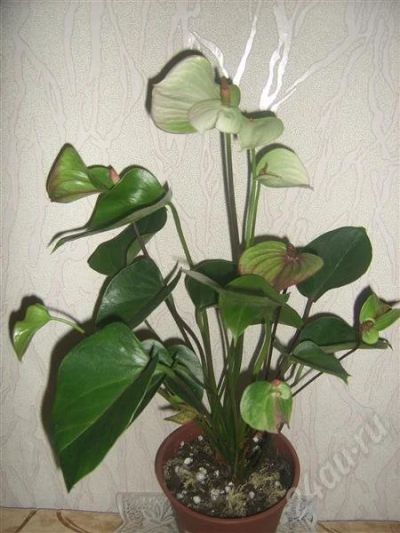 Лот: 656207. Фото: 1. антуриум триколор 2. Горшечные растения и комнатные цветы