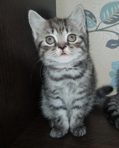 Лот: 11033404. Фото: 1. Шотландцы. Кошки, котята