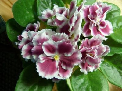 Лот: 3939003. Фото: 1. Сортовая фиалка Морозная Вишня... Горшечные растения и комнатные цветы