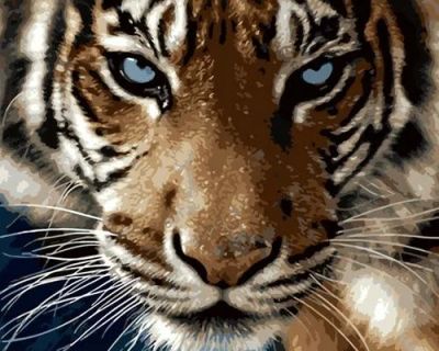 Лот: 10837863. Фото: 1. Картина по номерам Взгляд тигра. Картины по номерам