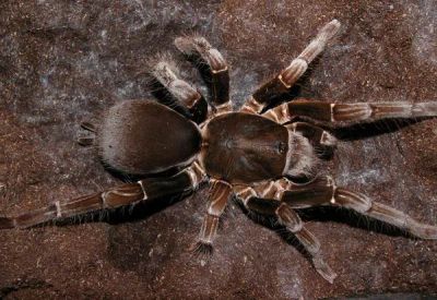 Лот: 6819913. Фото: 1. Паук птицеед Hysterocrates gigas... Остальные животные