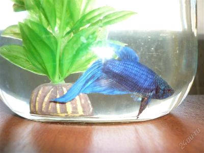 Лот: 1047923. Фото: 1. Петушок. Рыбки