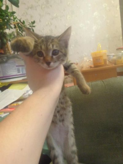 Лот: 6397200. Фото: 1. Котенок №2 Прикольный и ласковый. Кошки, котята