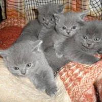 Лот: 4120727. Фото: 1. Шотландский прямоухий. Кошки, котята