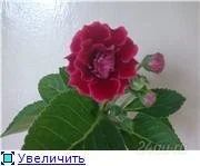 Лот: 91893. Фото: 1. глоксиния. Горшечные растения и комнатные цветы