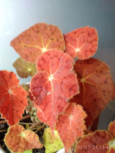 Лот: 17946845. Фото: 1. Бегония Autumn Ember (детка). Горшечные растения и комнатные цветы