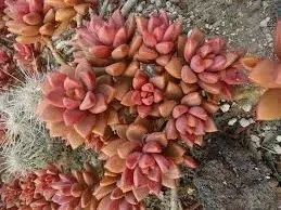 Лот: 8375545. Фото: 1. graptosedum "bronze". Горшечные растения и комнатные цветы