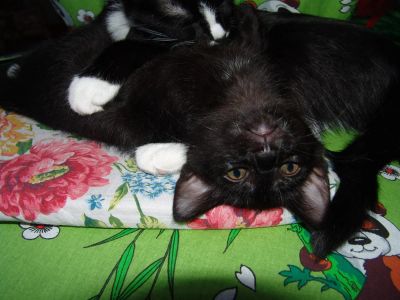 Лот: 3484524. Фото: 1. Отдам в заботливые руки милую... Кошки, котята