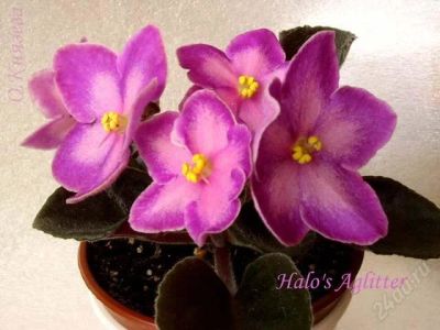 Лот: 1583564. Фото: 1. Halo' s Aglitter детка. Горшечные растения и комнатные цветы