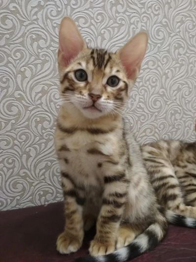 Лот: 10709267. Фото: 1. Бенгальский ручной котик. Кошки, котята