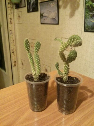 Лот: 5530610. Фото: 1. Опунция 25 руб!. Горшечные растения и комнатные цветы