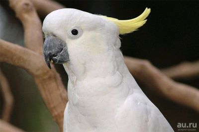 Лот: 13554233. Фото: 1. Куплю попугая Какаду. Птицы